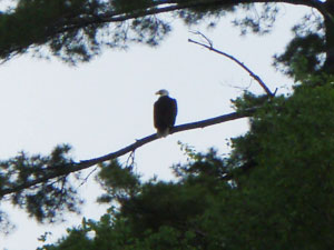 Bald Eagle image