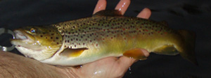 Brown Trout 1 image